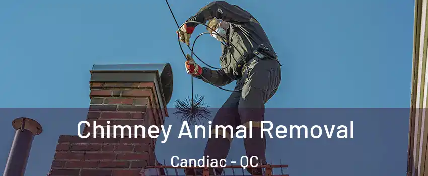 Chimney Animal Removal Candiac - QC