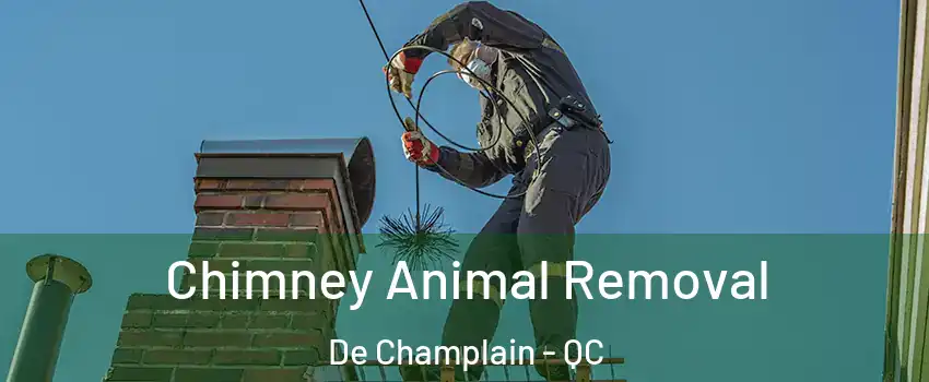 Chimney Animal Removal De Champlain - QC