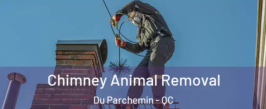 Chimney Animal Removal Du Parchemin - QC
